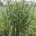 thumbnail image 2 of Direct Gardening Zebra Miscanthus Ornamenta Grass Potted Perennial Starter Plant, One per Offer, 2 of 4