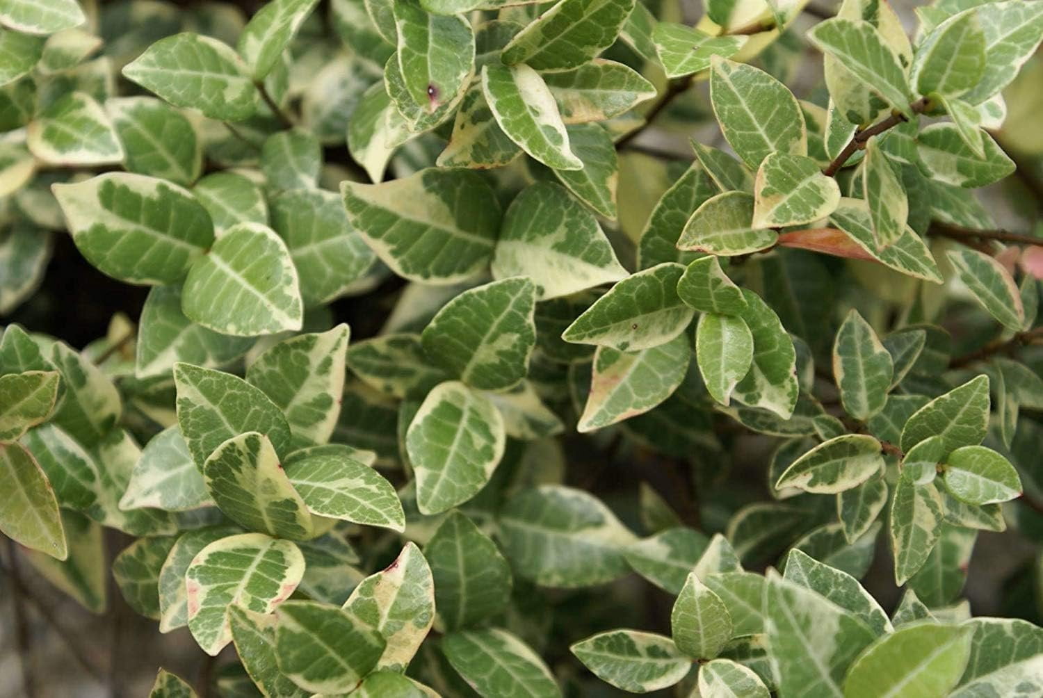 Variegated Asiatic Jasmine Minima  3 Live Plants  Easy-Grow Ground Cover  Lush, Trailing Green and White Foliage  Perfect for Gardens and Landscape Borders  Hardy Evergreen Plant