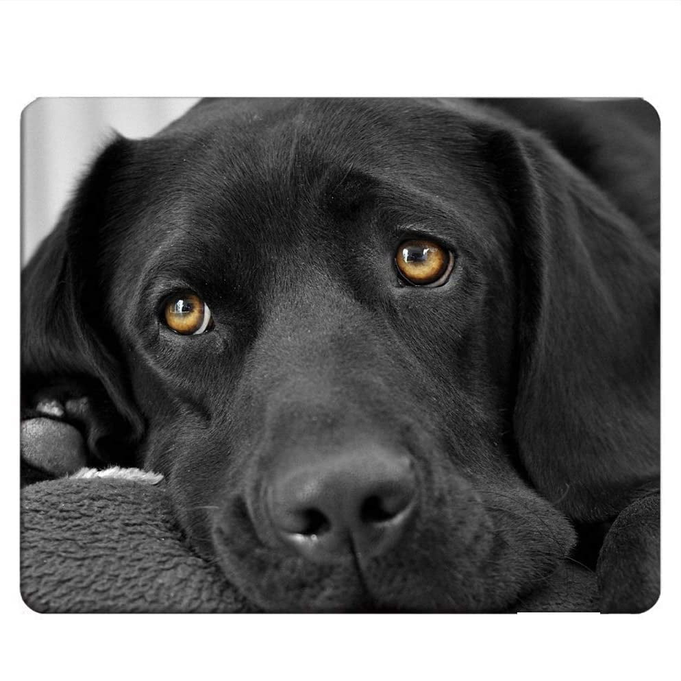 Curious Black Labrador Retriever Dog Close Up Black Lab Face