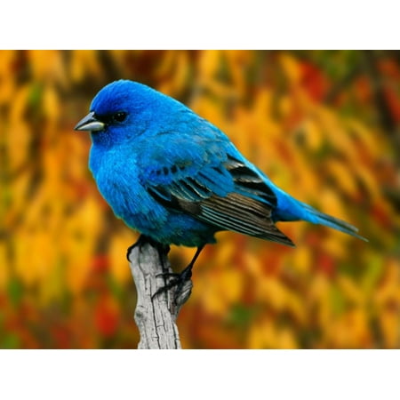 - Male Indigo Bunting Print Wall Art By Adam Jones