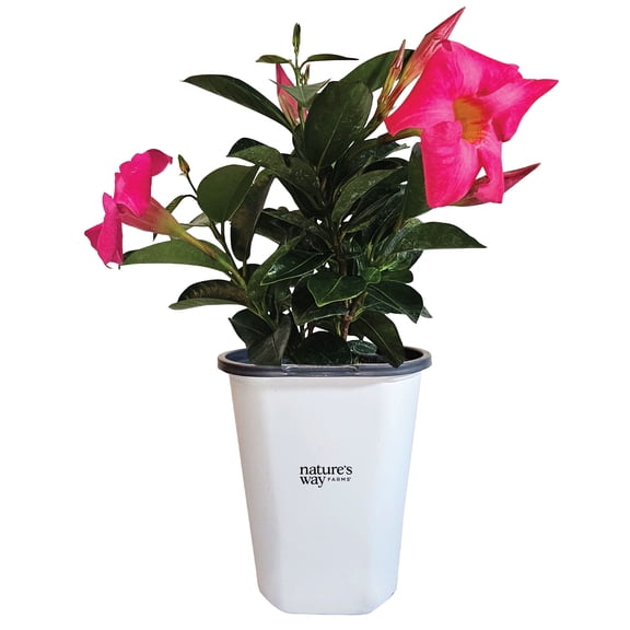 Nature's Way Farms Dipladenia Madinia Pink Live Flowering Plant (7-11 in. Tall) in Grower Pot May Ship Without Flowers