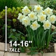 thumbnail image 4 of Garden State Bulb Narcissus White Lion Double Daffodil Flower Bulbs, 16/18cm (Bag of 25), 4 of 8