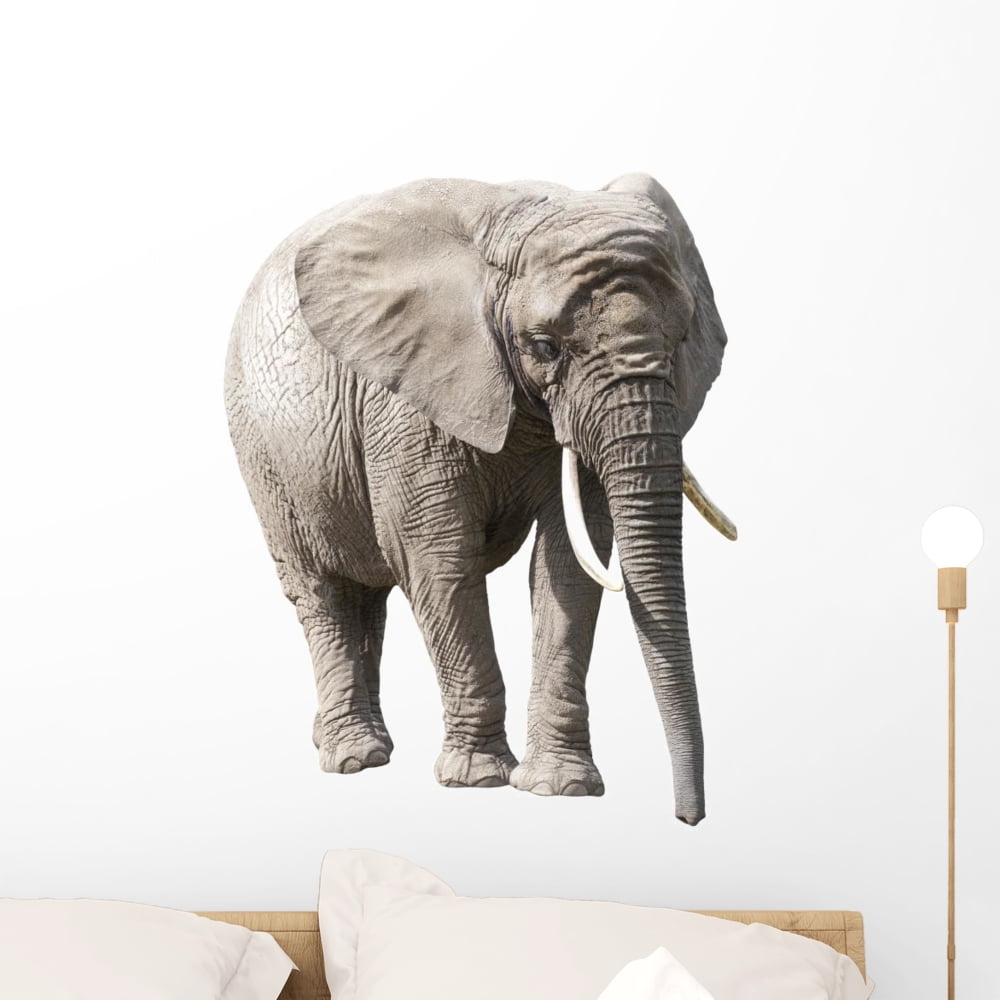 African Elephant White with Wall Mural by Wallmonkeys Peel and Stick