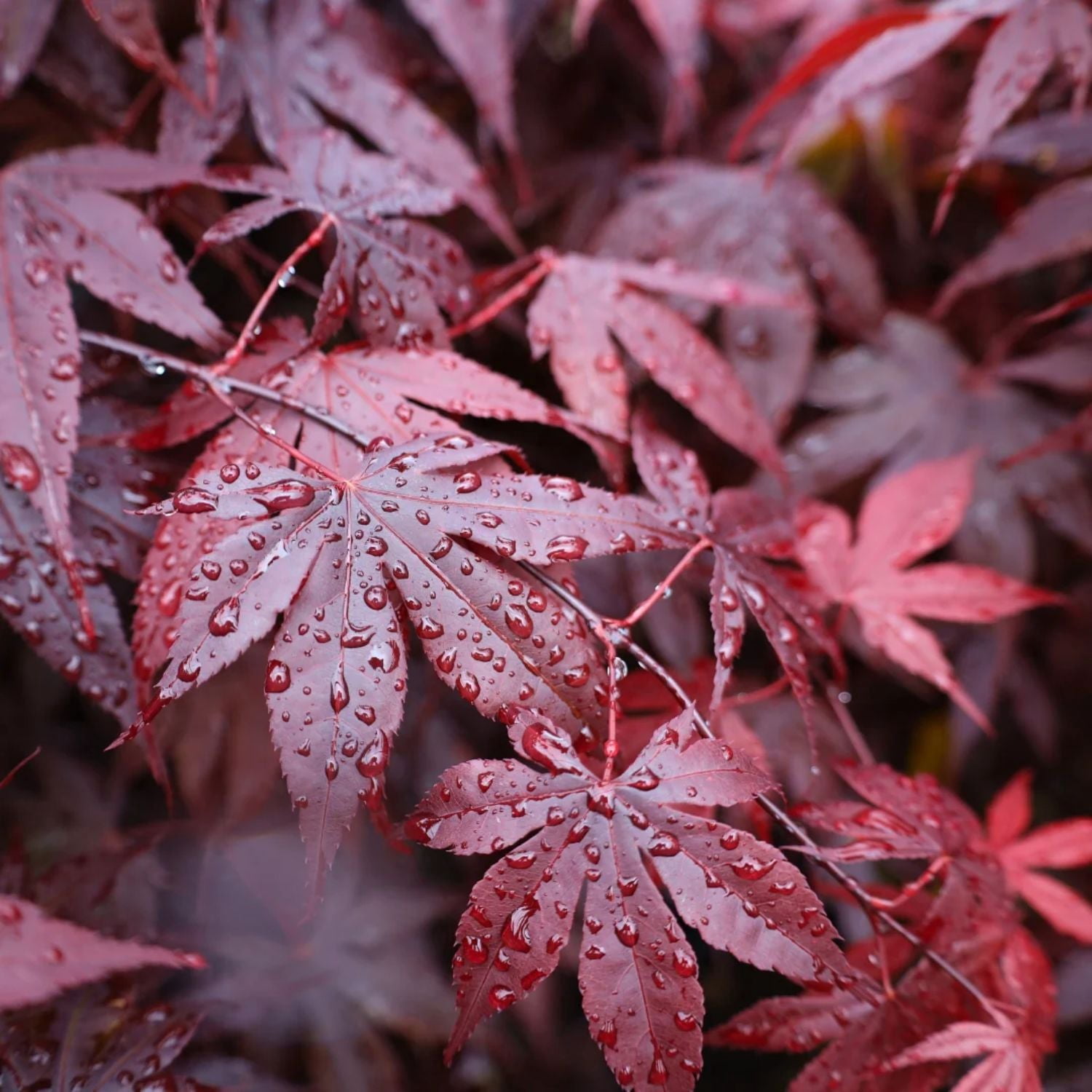 Expert Gardener 4-5' Maple Japanese Bloodgood in 1 gal. Grower Pot