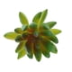 thumbnail image 4 of Planta Artificial Decoración para hogar Jardín Oficina en hogar Materiales de Bricolaje Plástico de Bricolaje Soledad Planta Succulenta Artificial, 4 of 7