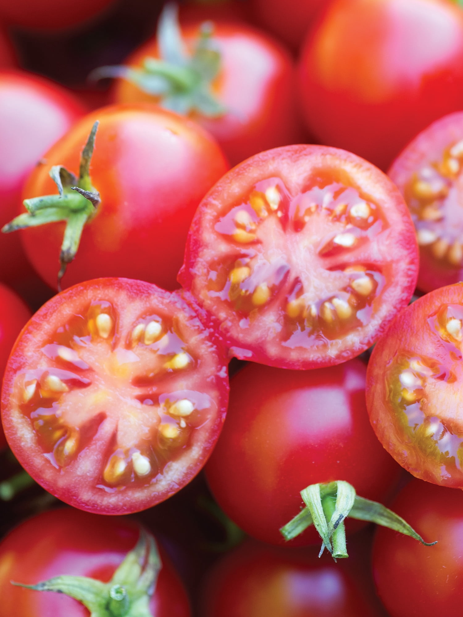 Burpee Baby Boomer Hybrid Cherry Tomato, Vegetable Seed, Annual Lifecycle, Full Sun
