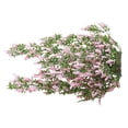thumbnail image 3 of Guirnalda de lavanda artificial simulación floral vid oficina en casa plástico flor falsa ratán, rosa kenally HA8324-02B, 3 of 6