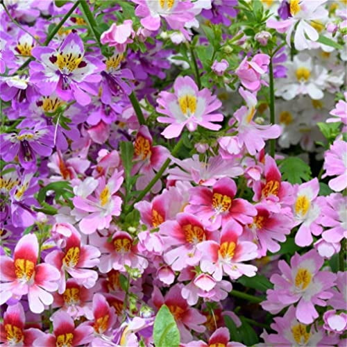zellajake Rare Flower Seeds Schizanthus pinnatus 200 + Butterfly Orchid