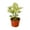 6_SYNGONIUM_WHITE.BUTTERFLY, variant on Syngonium White Butterfly - Live Air-Purifying Indoor Plant in Nursery Pot – Easy Care, Low Maintenance Houseplant for Home & Office Decor, Natural Air Cleaner, Best for Beginners (4"Pot)