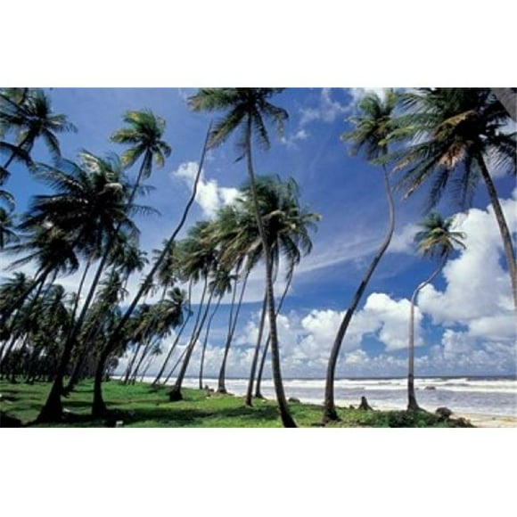Danita Delimont PDDCA43GJO0010B View of Manzanilla Bay Port of Spain Trinidad Caribbean Poster Print by Greg Johnston, 36 x 24