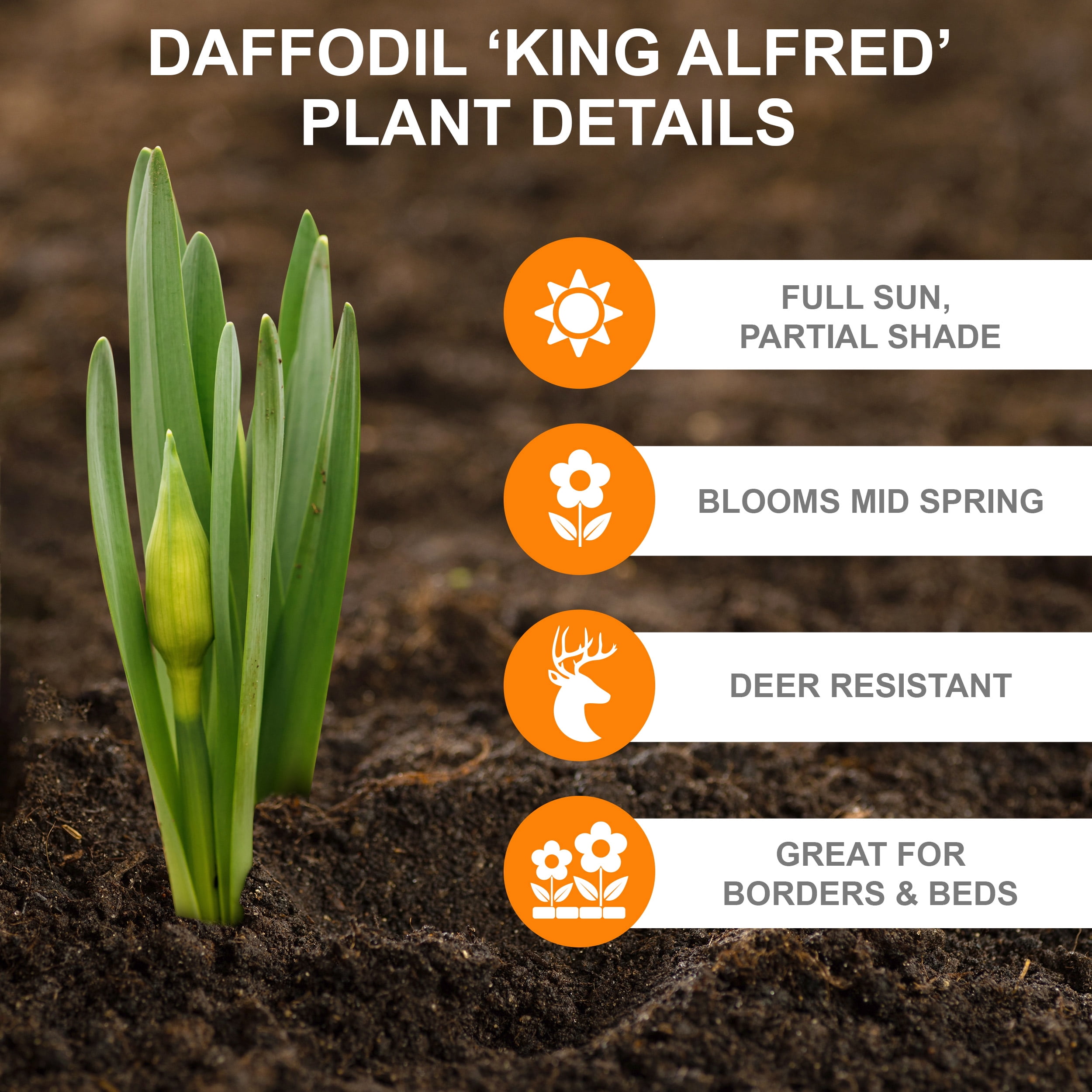 Breck's Yellow King Alfred Daffodil Bulbs Bagged 100-Pack in the Plant  Bulbs department at