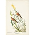 thumbnail image 2 of Audubon, John James 11x14 Gold Ornate Wood Framed with Double Matting Museum Art Print Titled - Pl. 384 Black-throated Bunting, 2 of 4