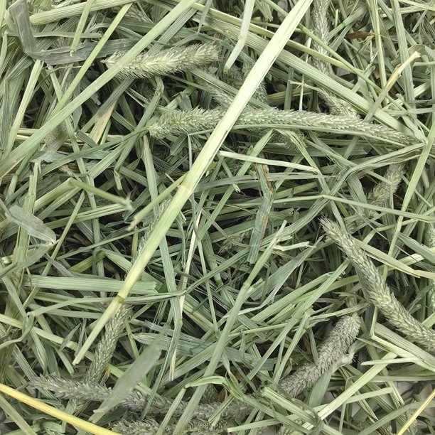 Animal Health Western Timothy Hay All Natural Hay for Rabbits, Guinea