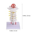 thumbnail image 4 of MasteelfCA 1pc Cervical Spine Model Simulation Intervertebral Medical Model Teaching Prop, 4 of 7