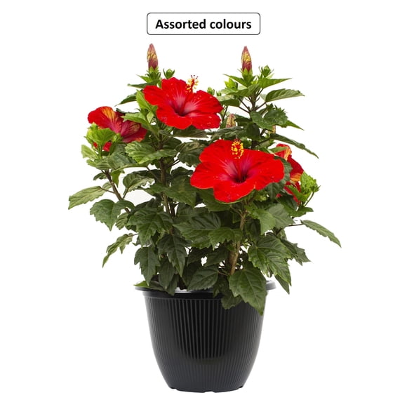 Hawaiian Punch #10 Hibiscus Flowering Annual Planter, Assorted Colours