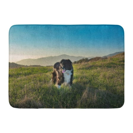 Border Collie Black And White - GODPOK Blue Black and White Border Collie Mix Dog Standing in Field with Mountains The During Golden Hour Green Rug Doormat Bath Mat 23.6x15.7 inch