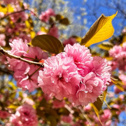 Kwanzan Cherry Tree – Double-Pink Flowering Ornamental Tree with Stunning Spring Blossoms
