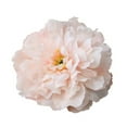 thumbnail image 2 of SPRING PARK 1Pc Silk Peony Artificial Flowers Peony Wedding Bouquet Home Party Decor, 2 of 7