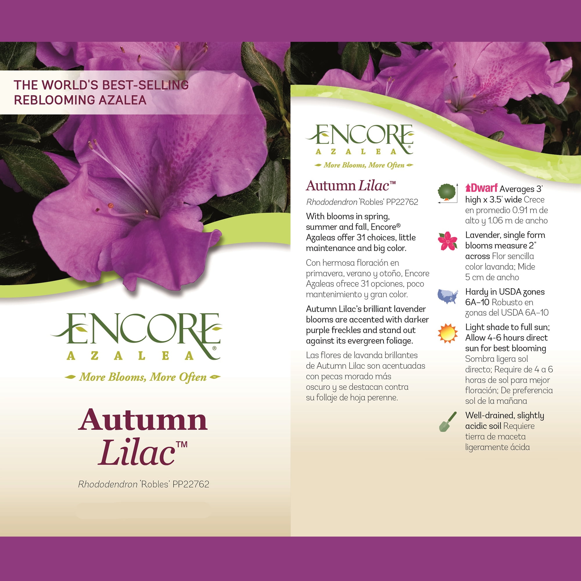 Encore Azalea Autumn Lilac with Purple Blooms Live Shrub