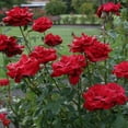 thumbnail image 3 of Let Freedom Ring Dormant Bare Root Hybrid Tea Rose, Includes one dormant plant per order, 3 of 4