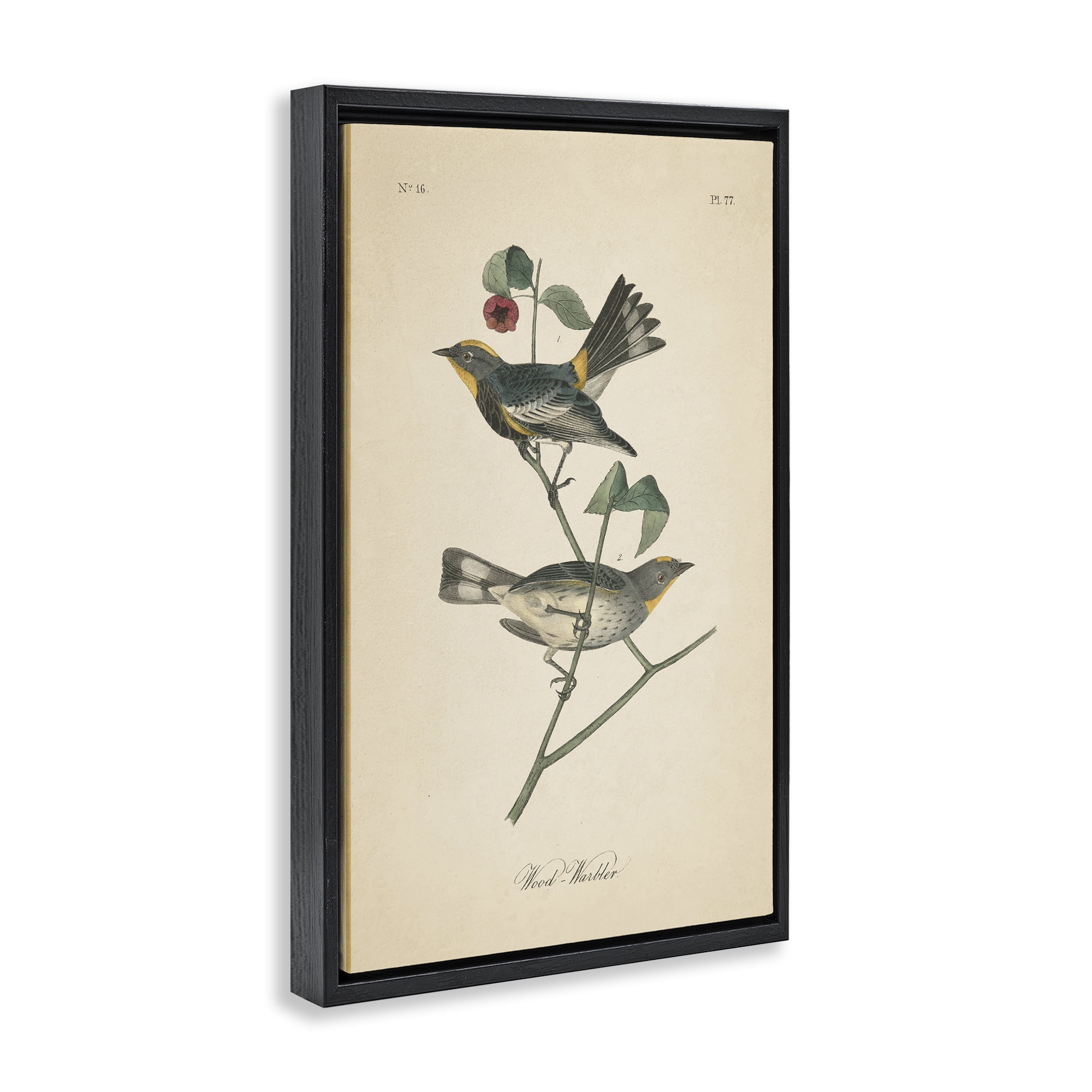 Stupell Industries Vintage Warbler Page Animals & Insects Painting Black Floater Framed Canvas Art Print Wall Art, 21 x 31