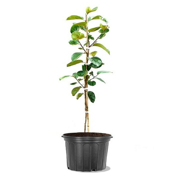 Expert Gardener 2-3 ft. tall Hachiya Persimmon Live Tree in 5-Gallon Grower Pot