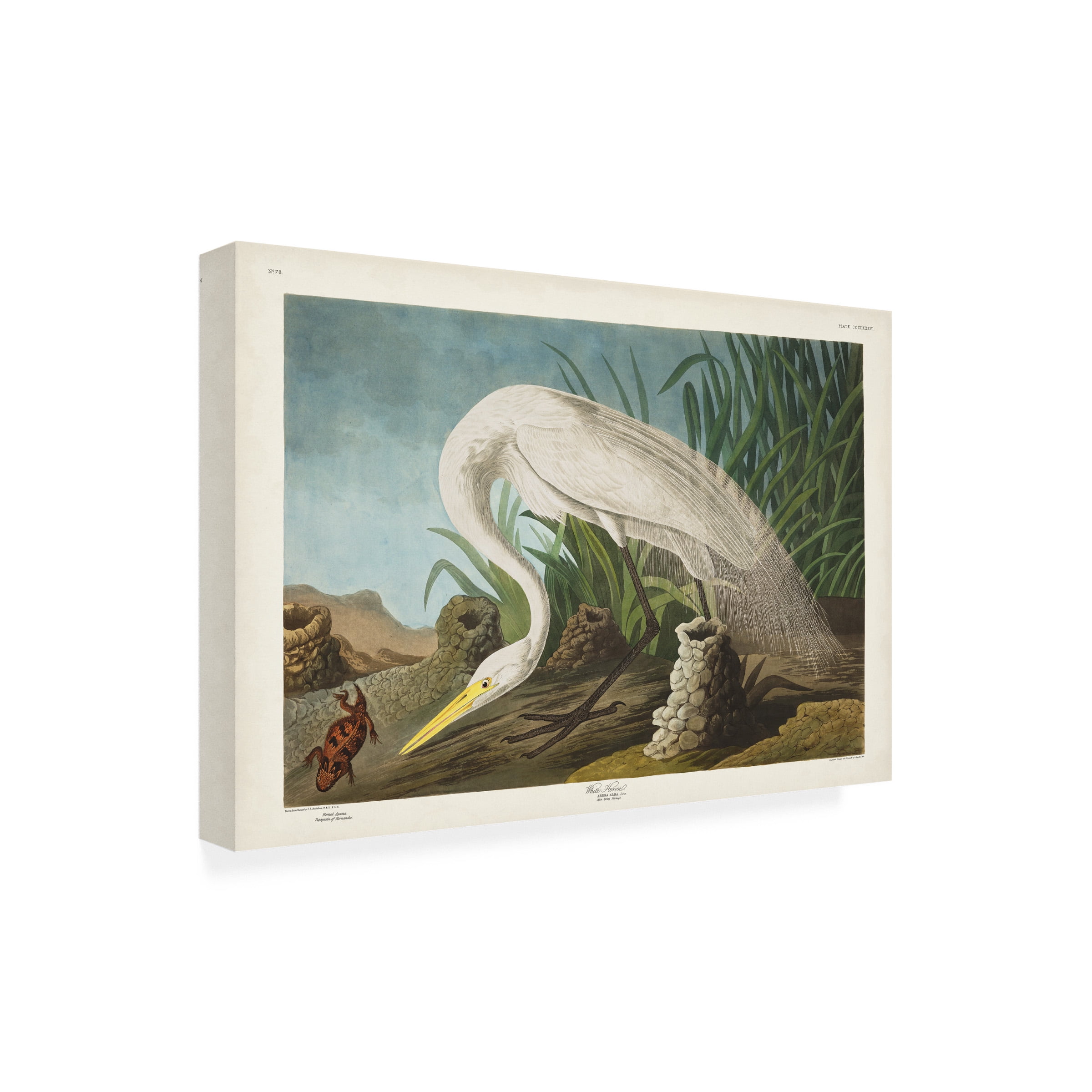 John James Audubon 'White Heron' Canvas Art