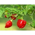 thumbnail image 1 of 50 Graines de Piment HABANERO Rouge Fort Capsicum Chinense Légumes, 1 of 5