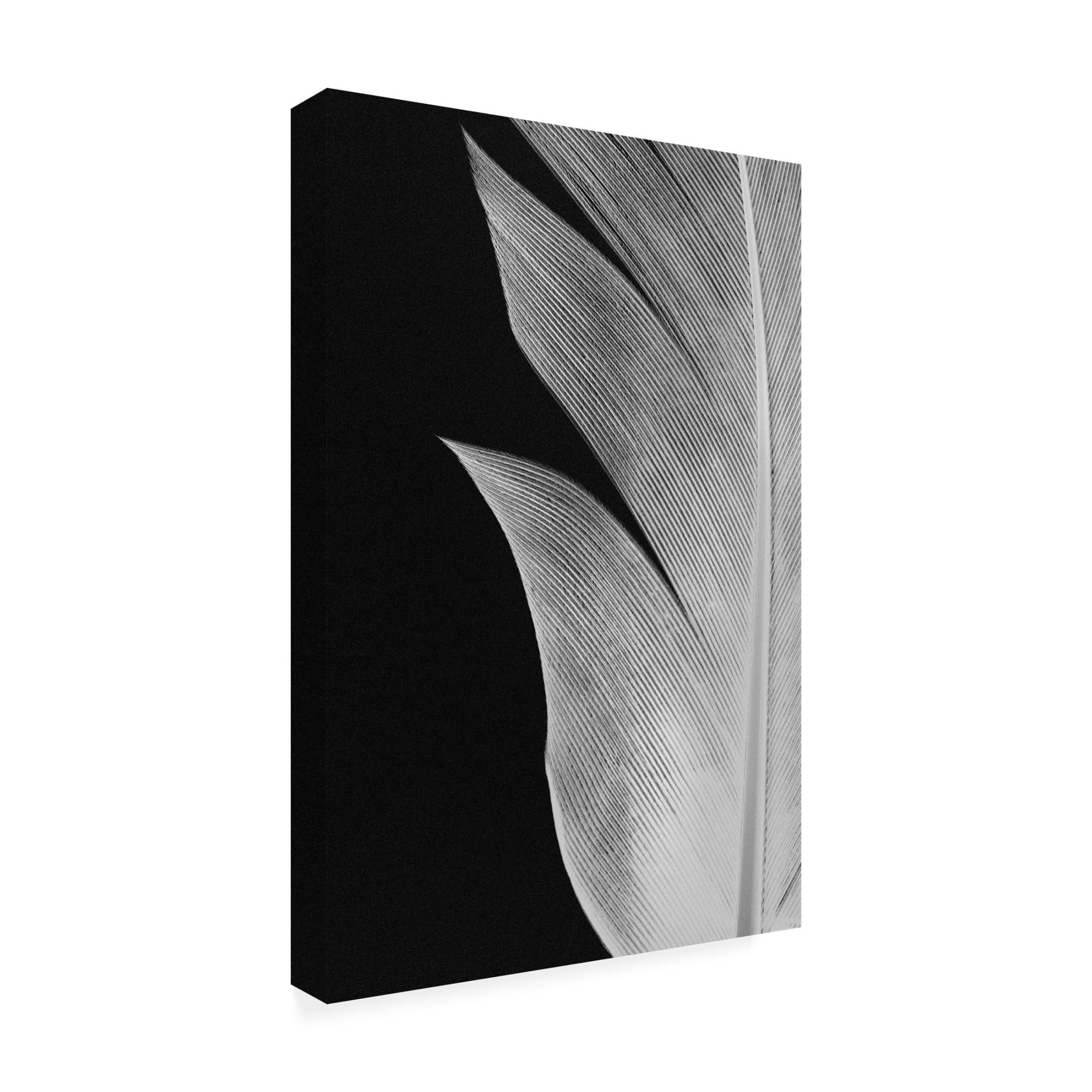 Pictufy Studio III 'Feather 5' Canvas Art - 16 x 24 Inches