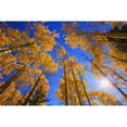 thumbnail image 2 of Upward View Of Trees In Autumn Poster Print, 2 of 2