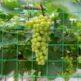 thumbnail image 4 of MIANGASTORE Trellis Netting Garden Netting Plants Trellis Climbing Plants Support Net Cucumber Trellis Vegetable Grow Trellis, 4 of 8