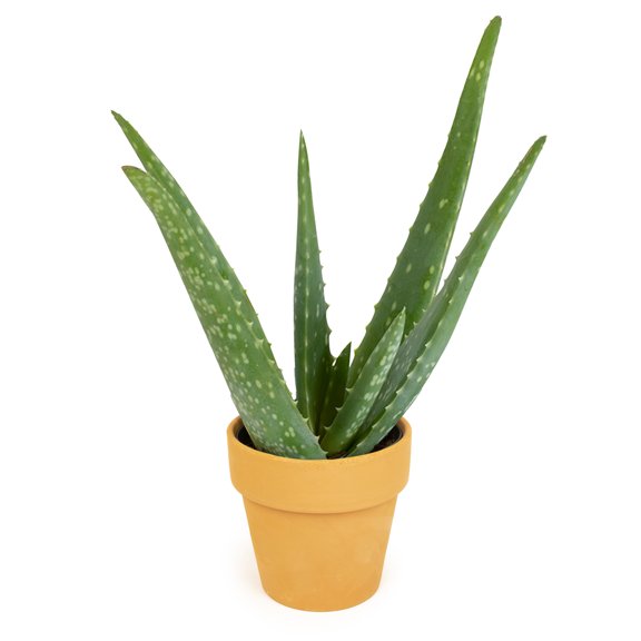 Altman Plants 11" Live Aloe Vera Succulent Decor in 4" Terracotta Pot, Easy Care Gift