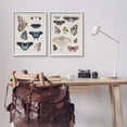 thumbnail image 3 of Stupell Industries Vintage Butterflies & Moths Animals & Insects Painting White Framed Art Print Wall Art, 16 x 20, 3 of 10
