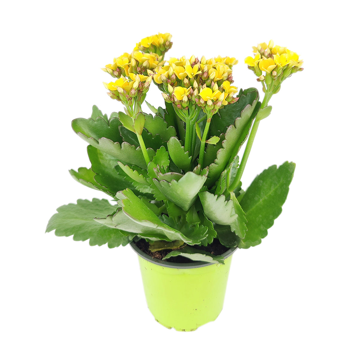 Kalanchoe blossfeldiana 'Calandiva Yellow'(4" Grower Pot) - Medium to Bright Light Houseplants for Home and Office Decoration - image 3 of 3