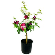 Grafted Rose Tree - Live Plant in a 10 inch Pot - 3-4 Feet Tall - 2 Or More Varieties Grafted To Tree - Growers Choice Based On Availability, Health and Season - Beautiful Flowering Trees From Florida
