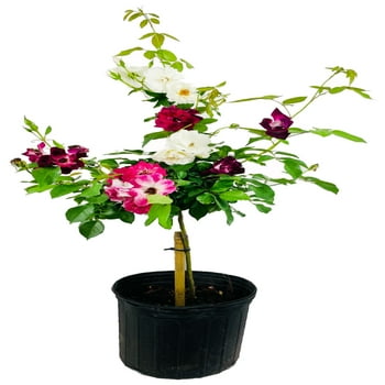 Grafted Rose Tree - Live  in a 10 inch Pot - 3-4 Feet Tall - 2 Or More Varieties Grafted To Tree - Growers Choice Based On Availability,  and Season - Beautiful Flowering Trees From Florida