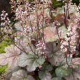 thumbnail image 4 of Southern Living Cracked Ice Heucherella 'Foamy Bells' Live Shrub in 2.5-Quart Grower Pot, 4 of 8