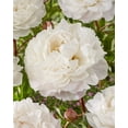 thumbnail image 1 of TASC Flower Bulbs- Peony Duchesse de Nemours Perennial, 1 of 2