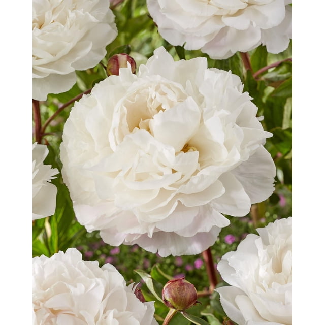 TASC Flower Bulbs- Peony Duchesse de Nemours Perennial