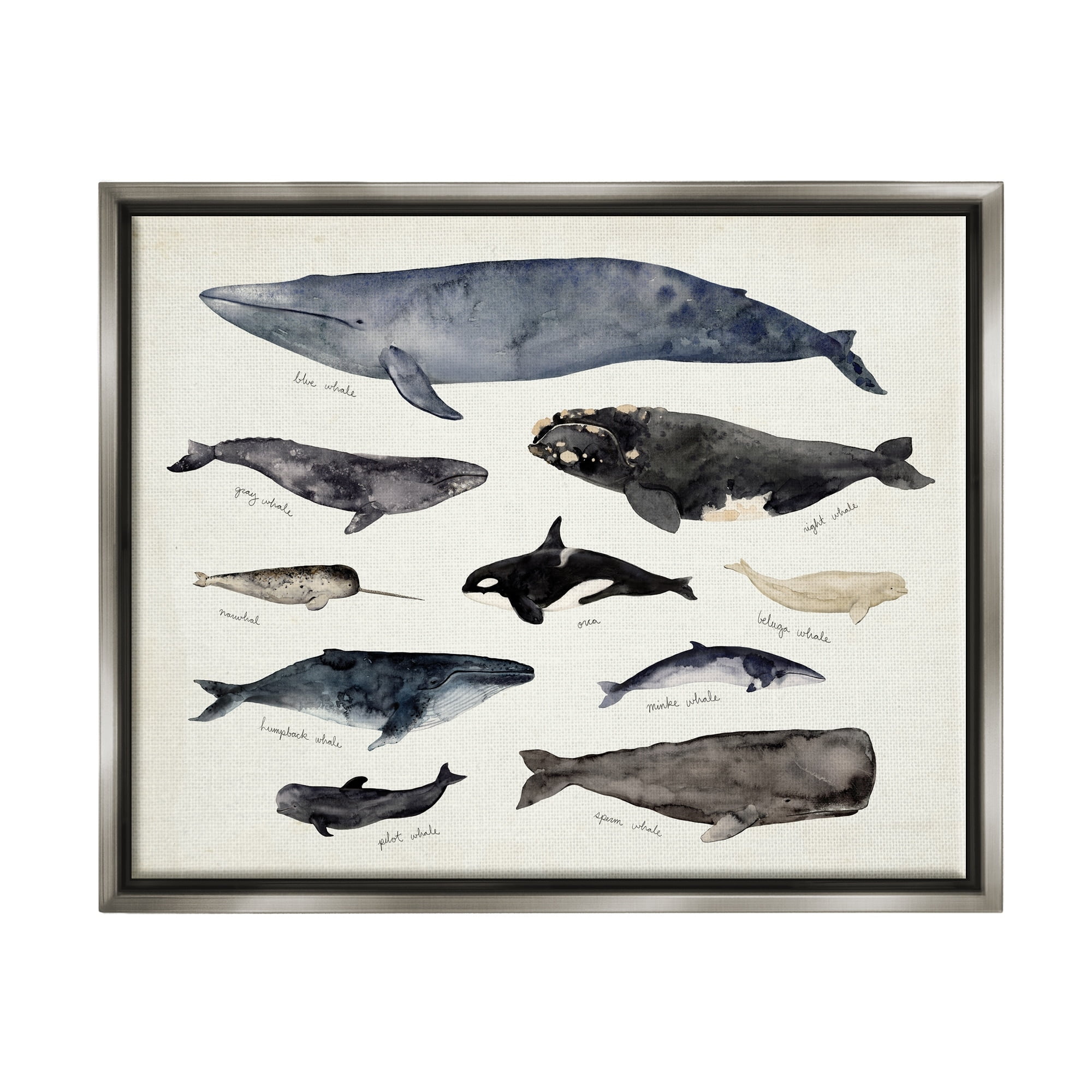 Stupell Industries Vintage Nautical Chart of Whales Ocean Life Luster Gray Framed Floating Canvas Wall Art, 24x30, by Victoria Barnes