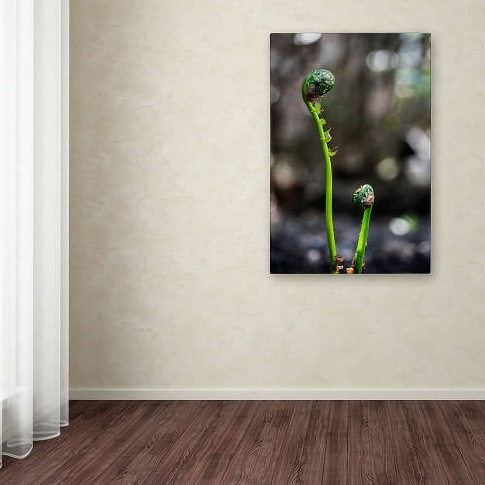 Trademark Fine Art "Fern Unfolding" Canvas Art by Kurt Shaffer