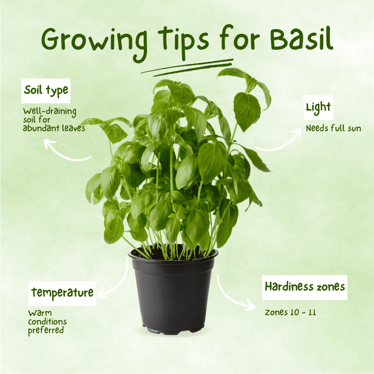 Basil Plant in Pot, 12 - 14 inches Starter Plant, Basil Herb for Indoor  Outdoor Gardening - Walmart.com