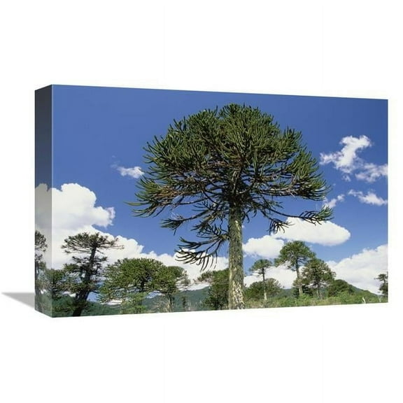 12 x 18 in. Monkey Puzzle Tree in Landscape, Conguillio National Park, Chile Art Print - Gerry Ellis