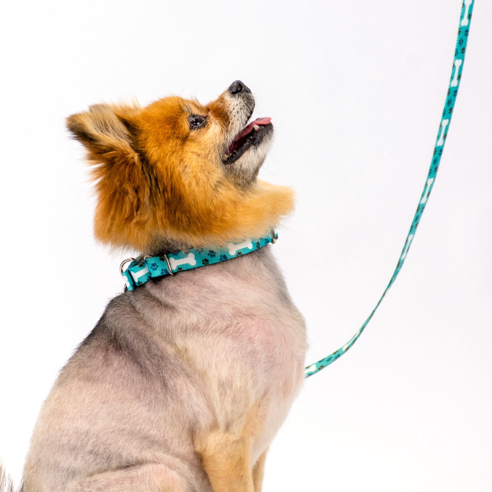 Country Brook Petz® Oh My Dog Martingale Dog Collar and Leash, Small