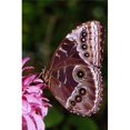 thumbnail image 1 of Blue Morpho Butterfly On Flower Poster Print by Natural Selection Ralph Curtin, 24 x 36 - Large, 1 of 1