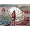 thumbnail image 2 of Sharp, William 18x14 White Modern Wood Framed Museum Art Print Titled - The Great Water Lily of America - Opening Flower, 2 of 4