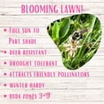 thumbnail image 3 of Flawn Seed Kits Micro Bee Lawn 2500 Sqft Micro Clover Self-Heal Creeping Thyme Seed Mix (2 Pack), 3 of 9