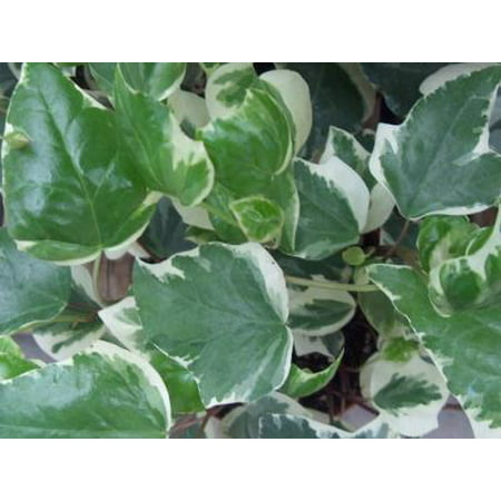 Classy Groundcovers - Variegated Algerian Ivy 'Glorie', 'Variegata', Canary Island Ivy, North African Ivy, Madeira Ivy {25 Pots - 3 1/2
