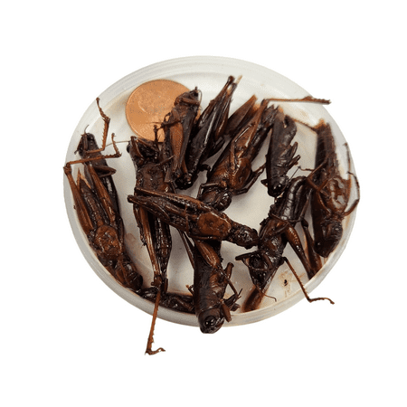 Josh's Frogs Canned Grasshoppers (35g)