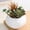 Succulent - Red Green, variant on 1PCS Mini Artificial Succulent Plants, Fake Succulent Arrangements in White Ceramic Pots, Faux Potted Greenery for Home, Office & Desk Decor